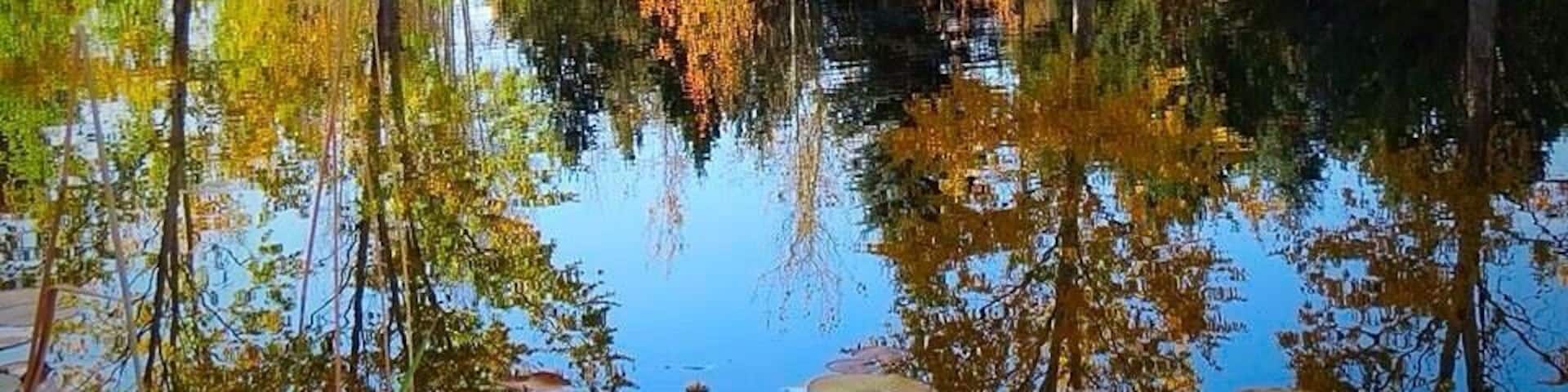Un lago tranquilo con reflejos de árboles y un cielo despejado.