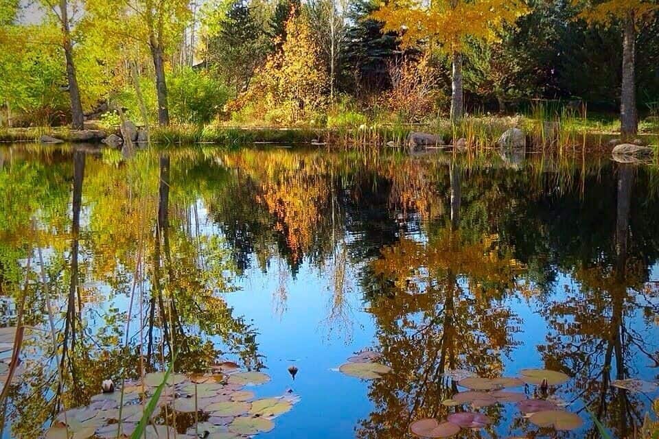 A calm lake with reflections of trees and a clear sky.
