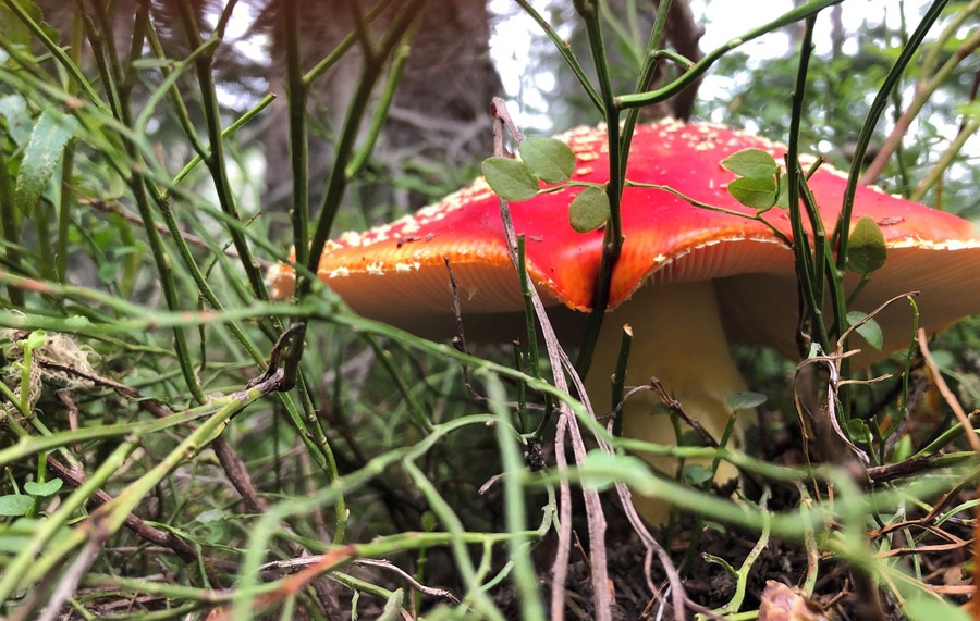 Red means do not eat !