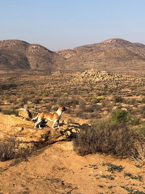Little dog, big desert.