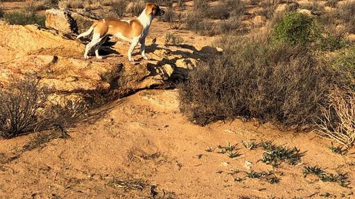 Little dog, big desert.