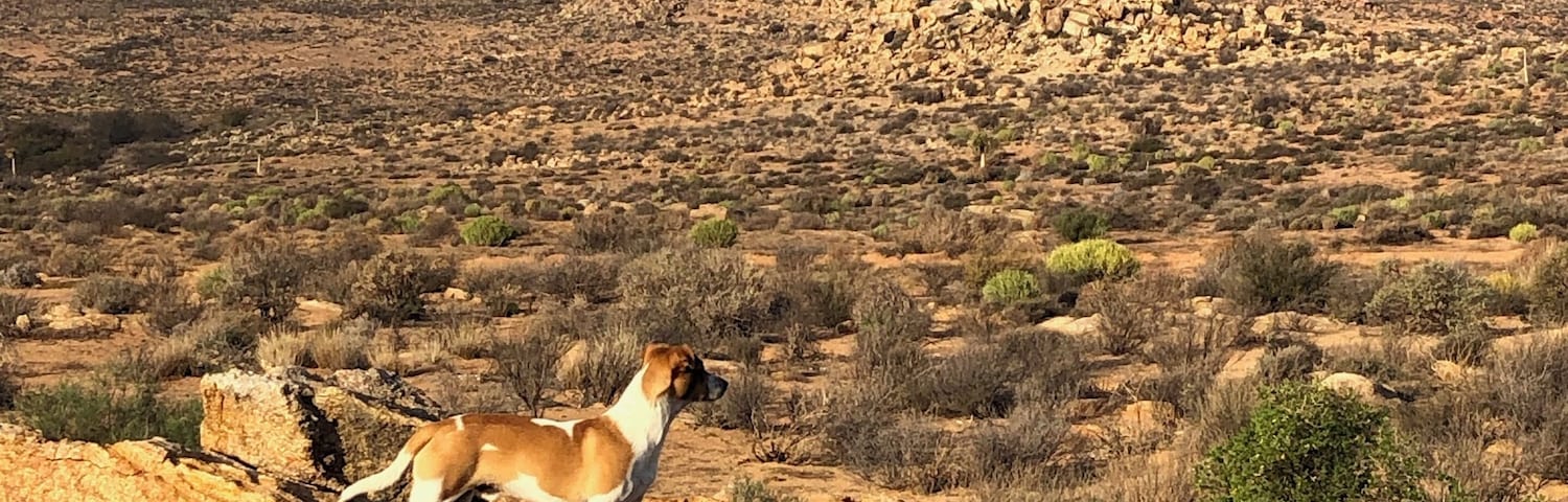 Little dog, big desert.
