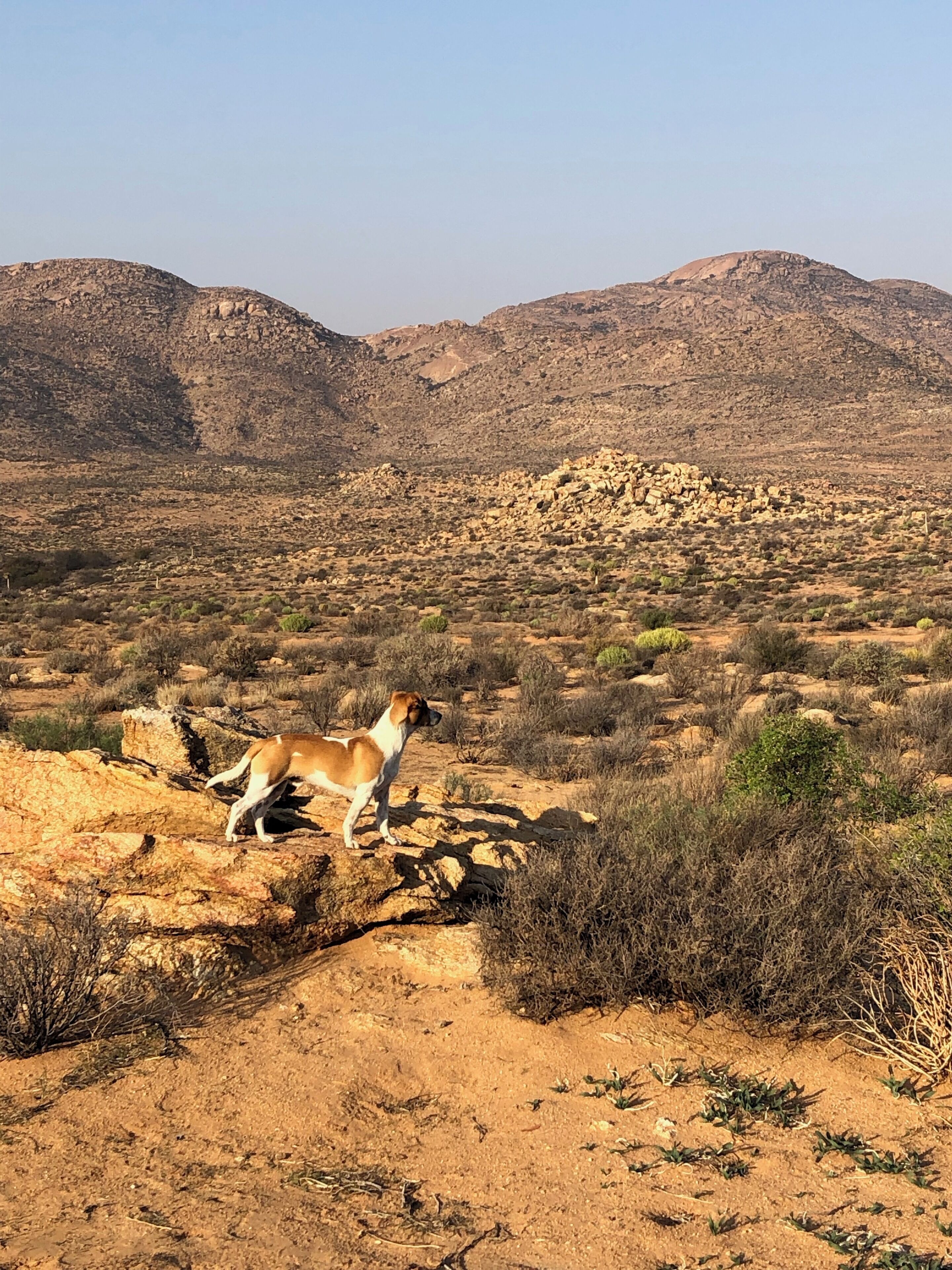 A dog on rocky terrain with sparse vegetation and mountains in the background.