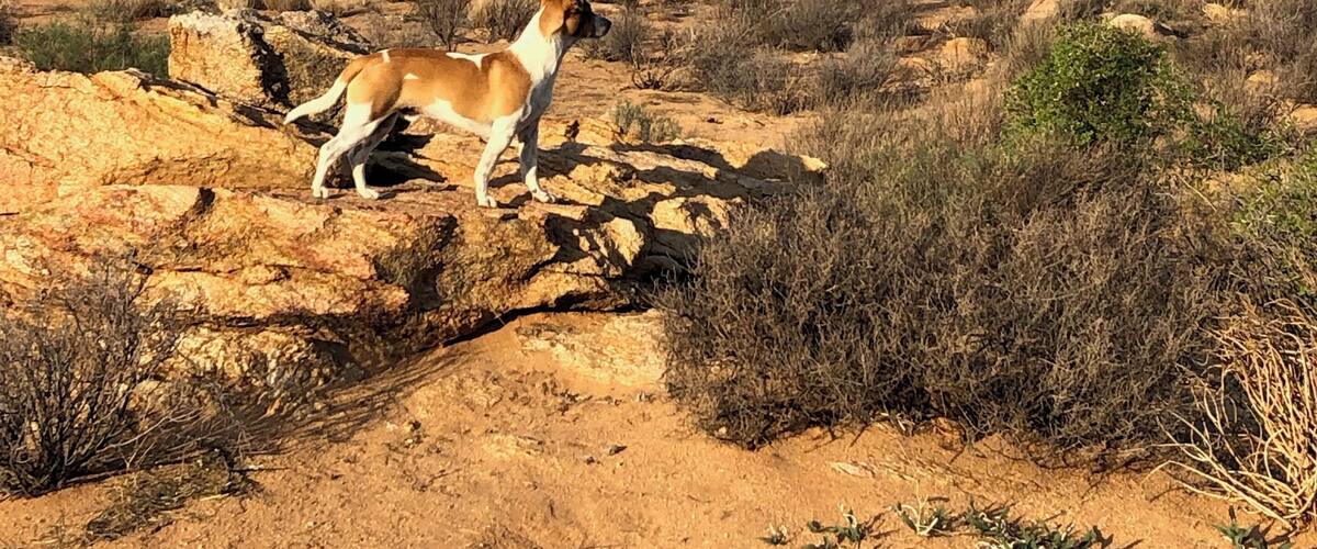 A dog on rocky terrain with sparse vegetation and mountains in the background.