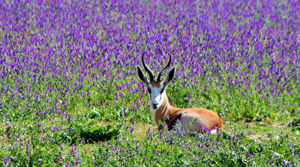 Close up of a little Springbok antelope on a blue meadow full of flowering echium