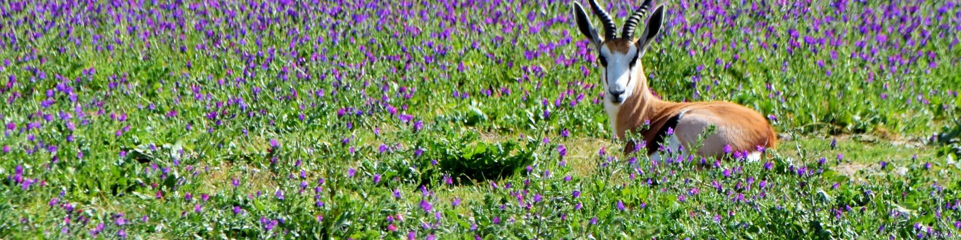 Close up of a little Springbok antelope on a blue meadow full of flowering echium