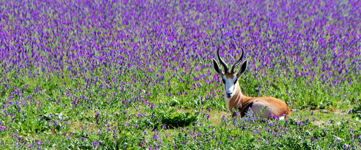 A kudu antelope in a field of purple flowers.