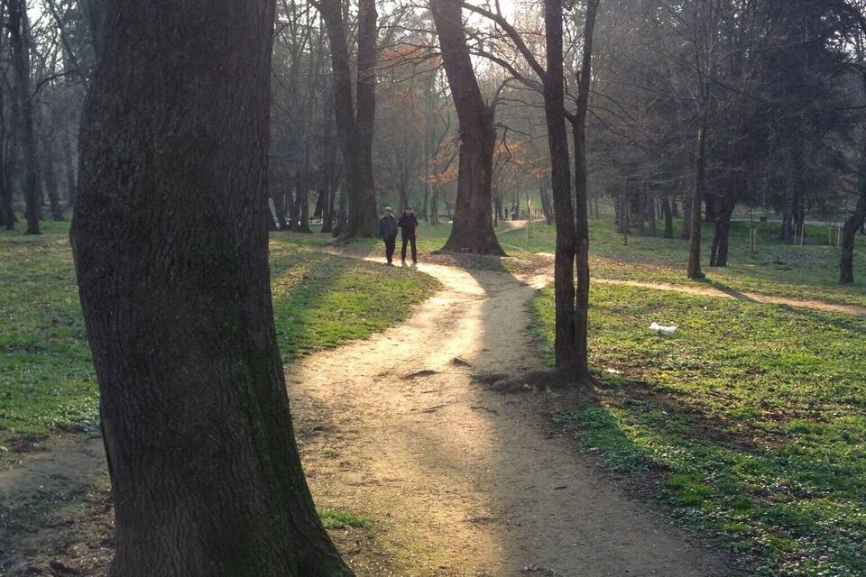 A forest path with large trees and a dirt trail.