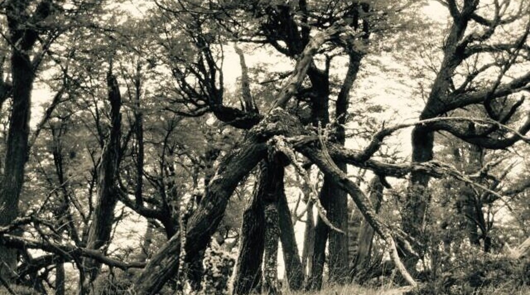 The woods of Patagonia