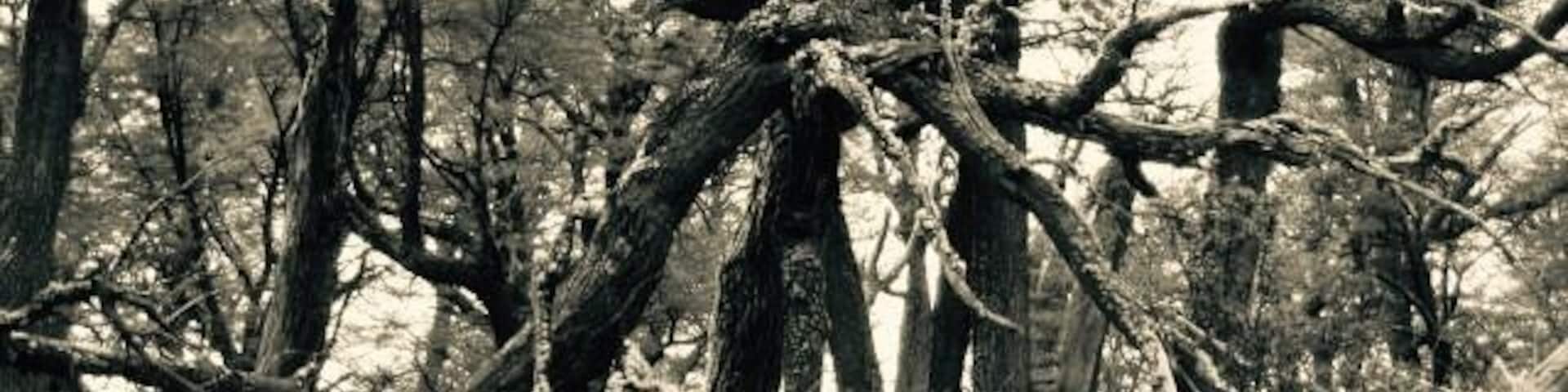 The woods of Patagonia