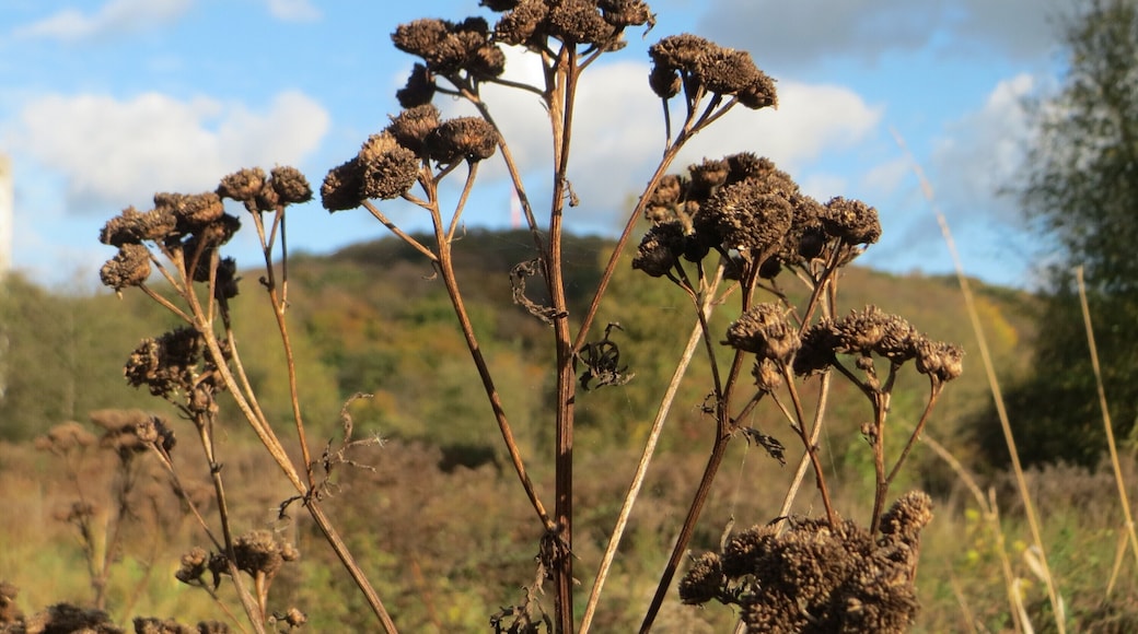 Rainfarn (Tanacetum vulgare) gegenüber vom Osthafen in in Saarbrücken