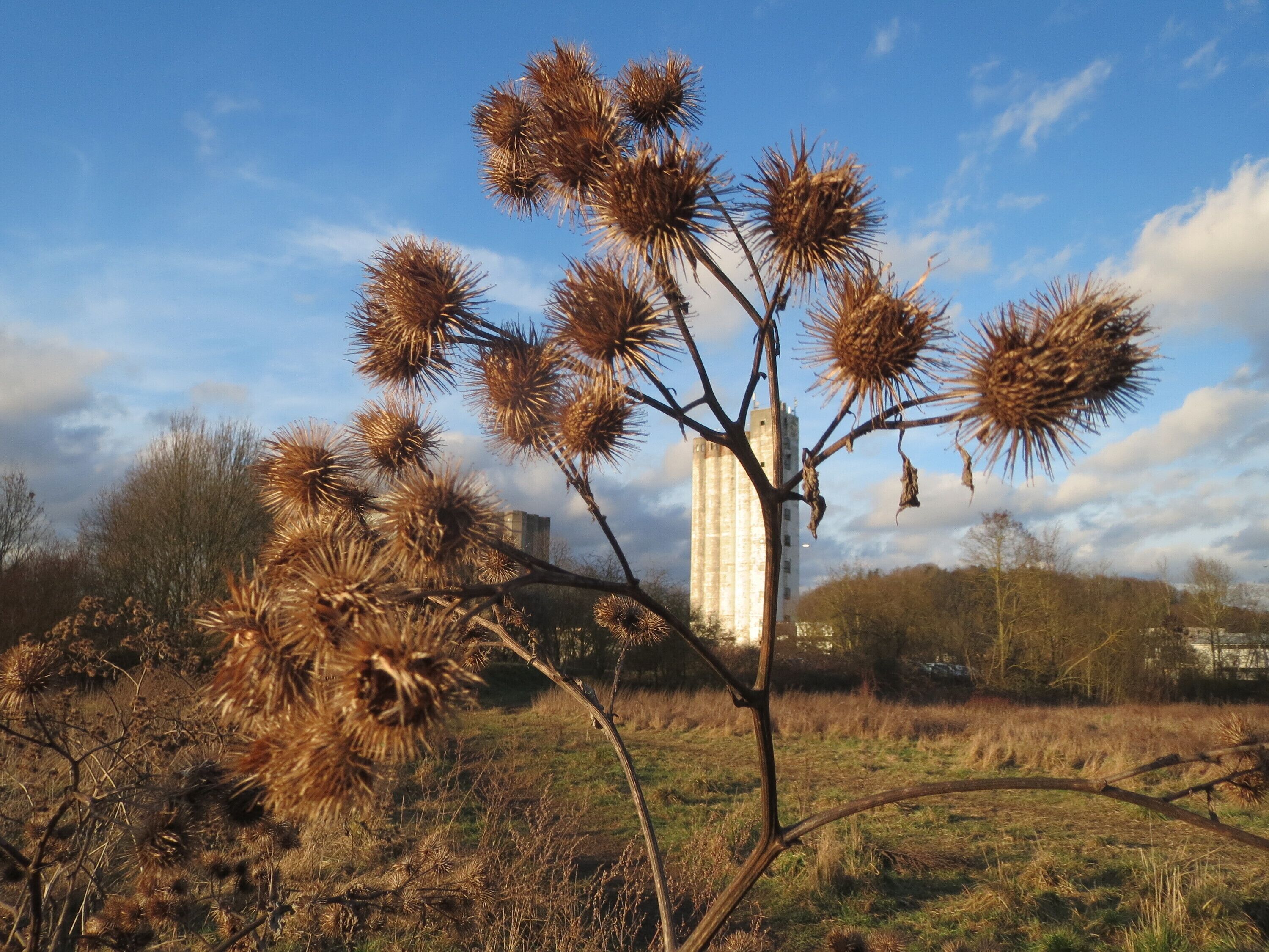 A tall tree with brown seed heads in a grassy field with a building in the background.