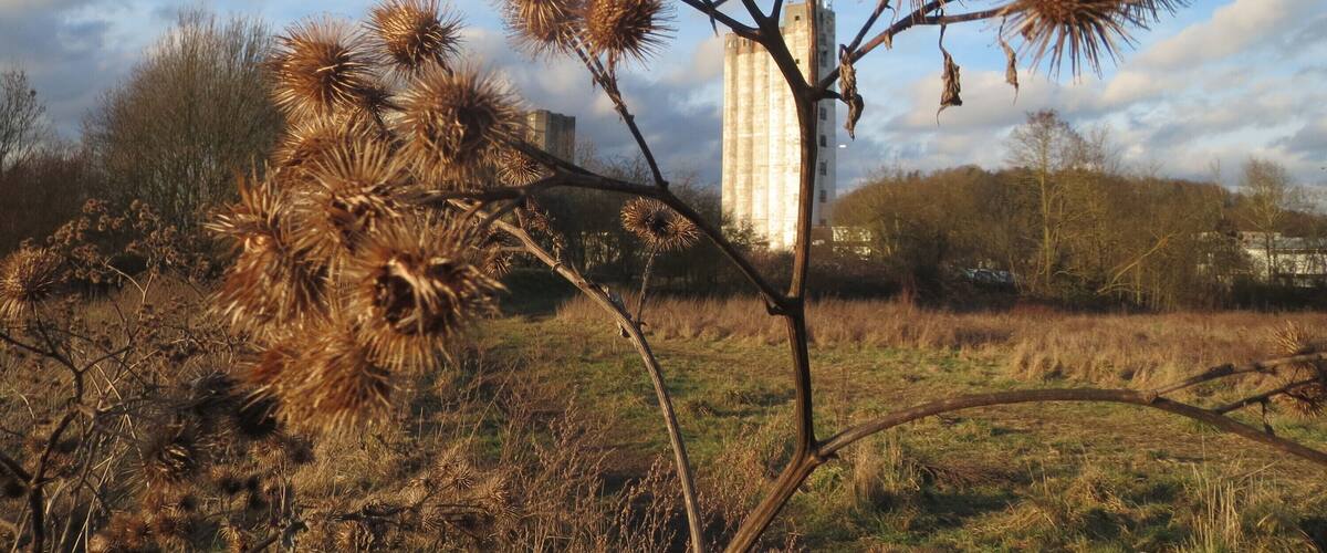 A tall tree with brown seed heads in a grassy field with a building in the background.