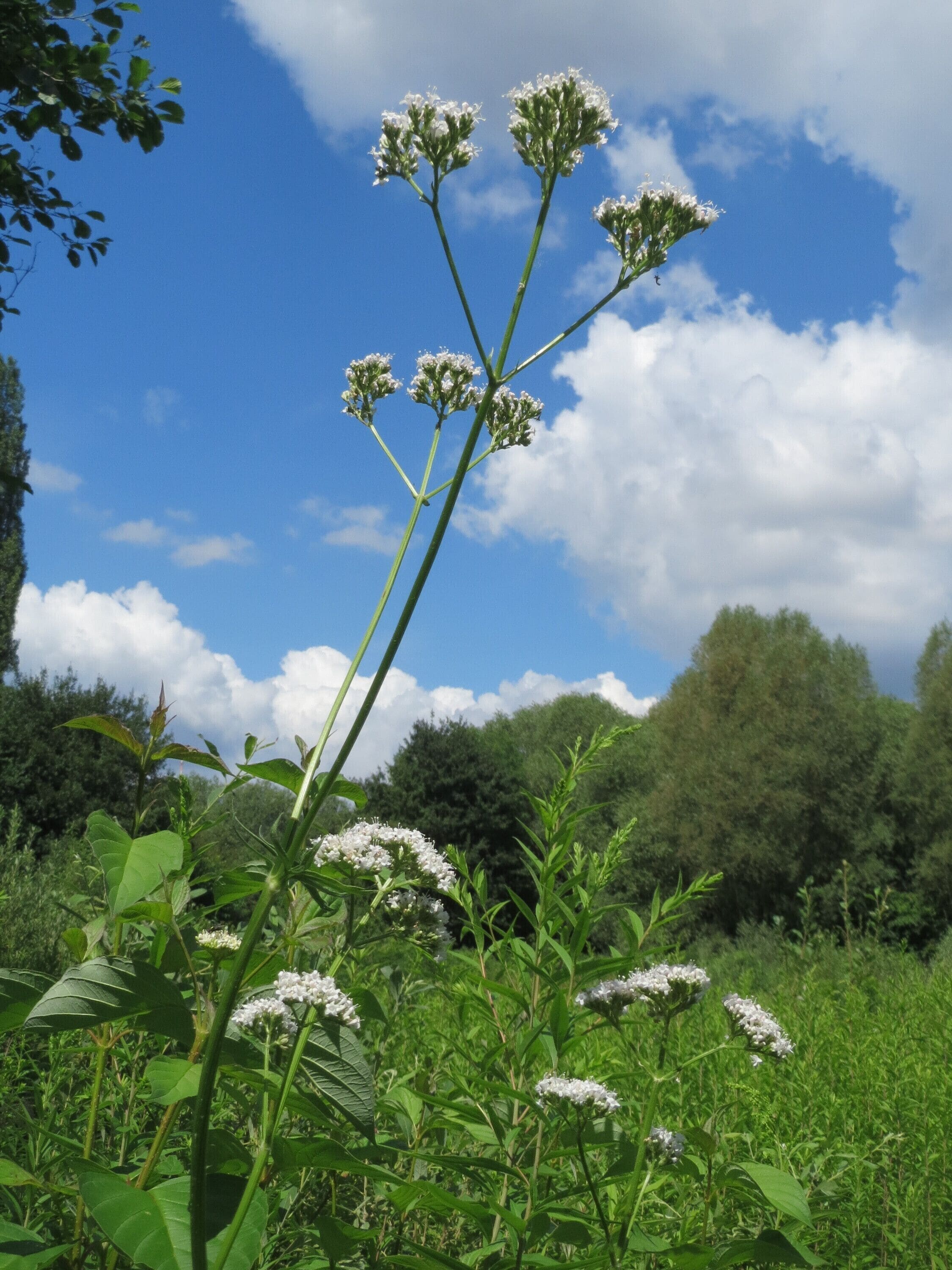 Echter Baldrian (Valeriana officinalis) im Naturschutzgebiet „St. Arnualer Wiesen“