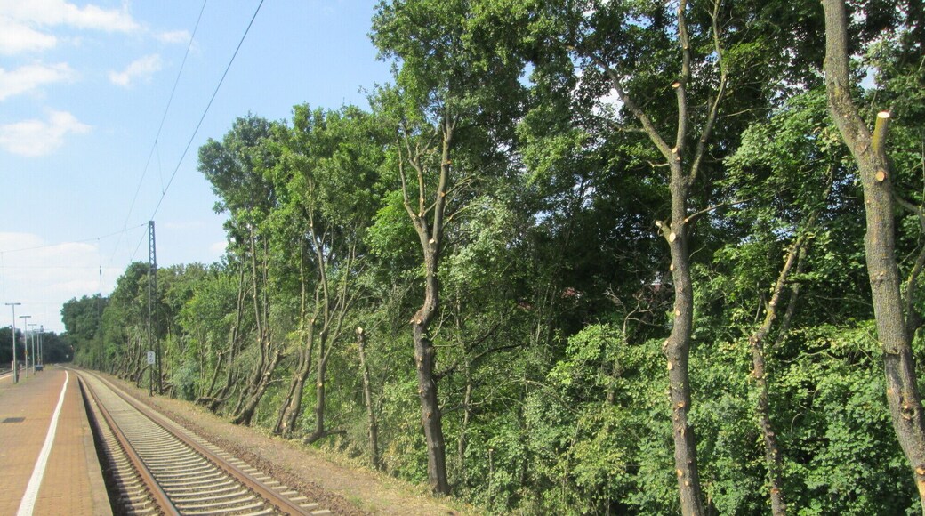 Zurückgeschnittenes Bergahorn (Acer pseudoplatanus) am Bahnhof Saarbrücken-Ost