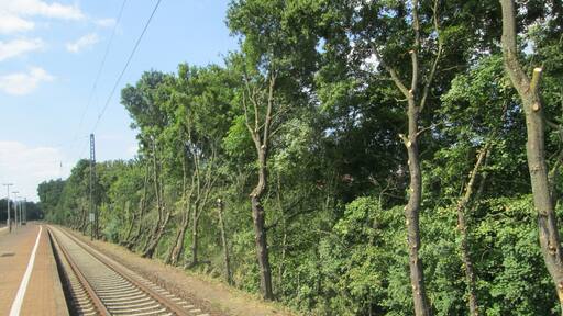 Zurückgeschnittenes Bergahorn (Acer pseudoplatanus) am Bahnhof Saarbrücken-Ost
