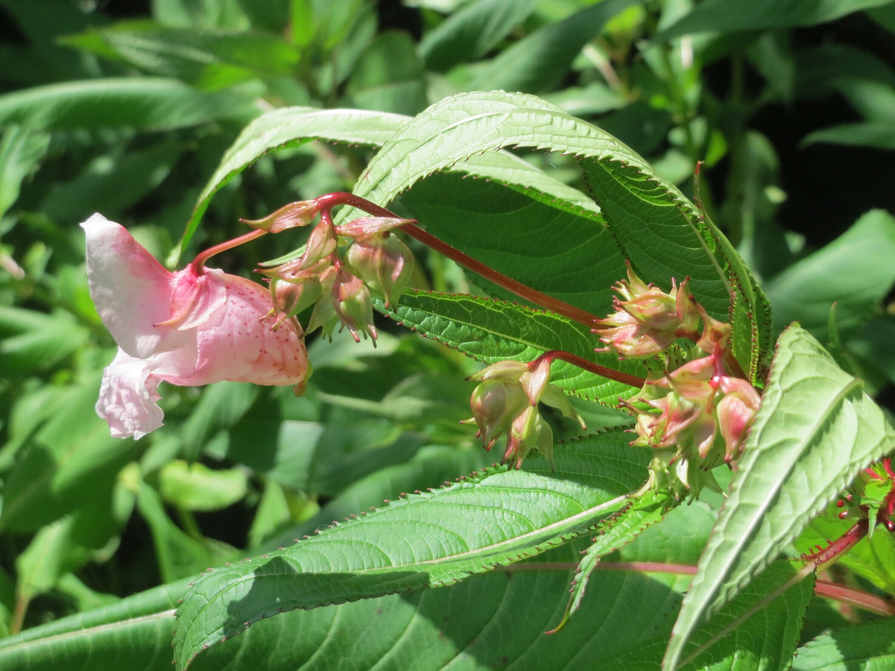 Drüsiges Springkraut (Impatiens glandulifera) im Naturschutzgebiet „St. Arnualer Wiesen“