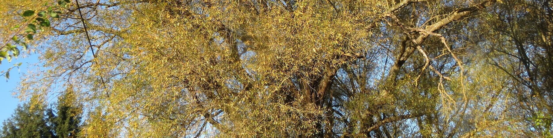 Silberweide (Salix alba) im Landschaftsschutzgebiet âTabakmĂŒhlental - Oberster Weiherâ in Sankt Arnual