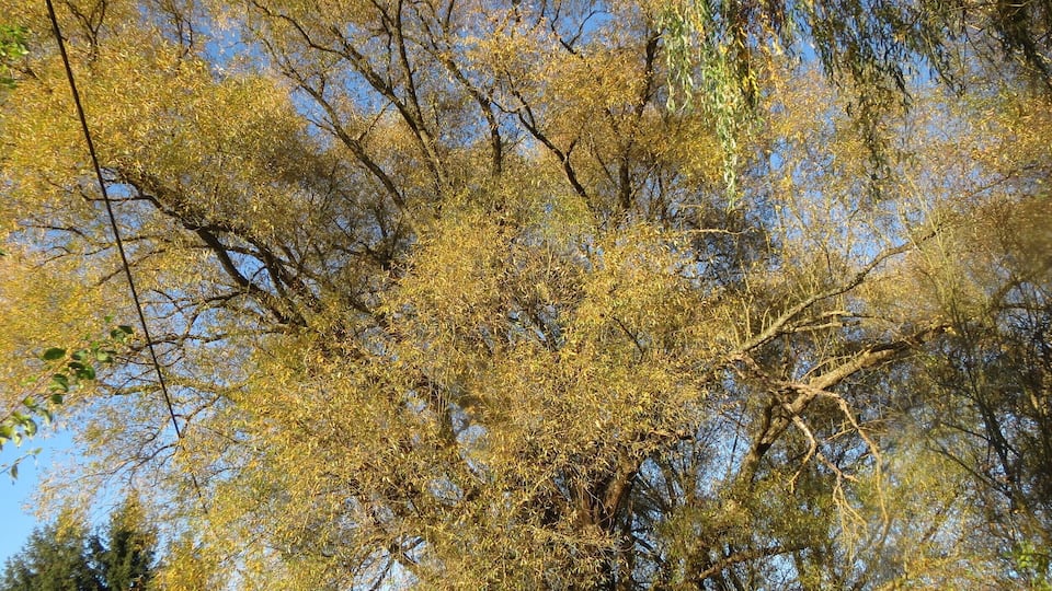 A tree with yellow leaves against a clear blue sky.