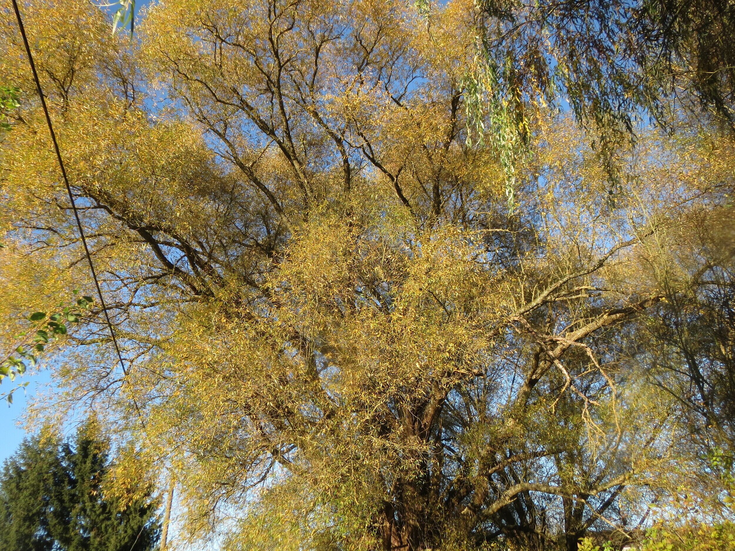A tree with yellow leaves against a clear blue sky.