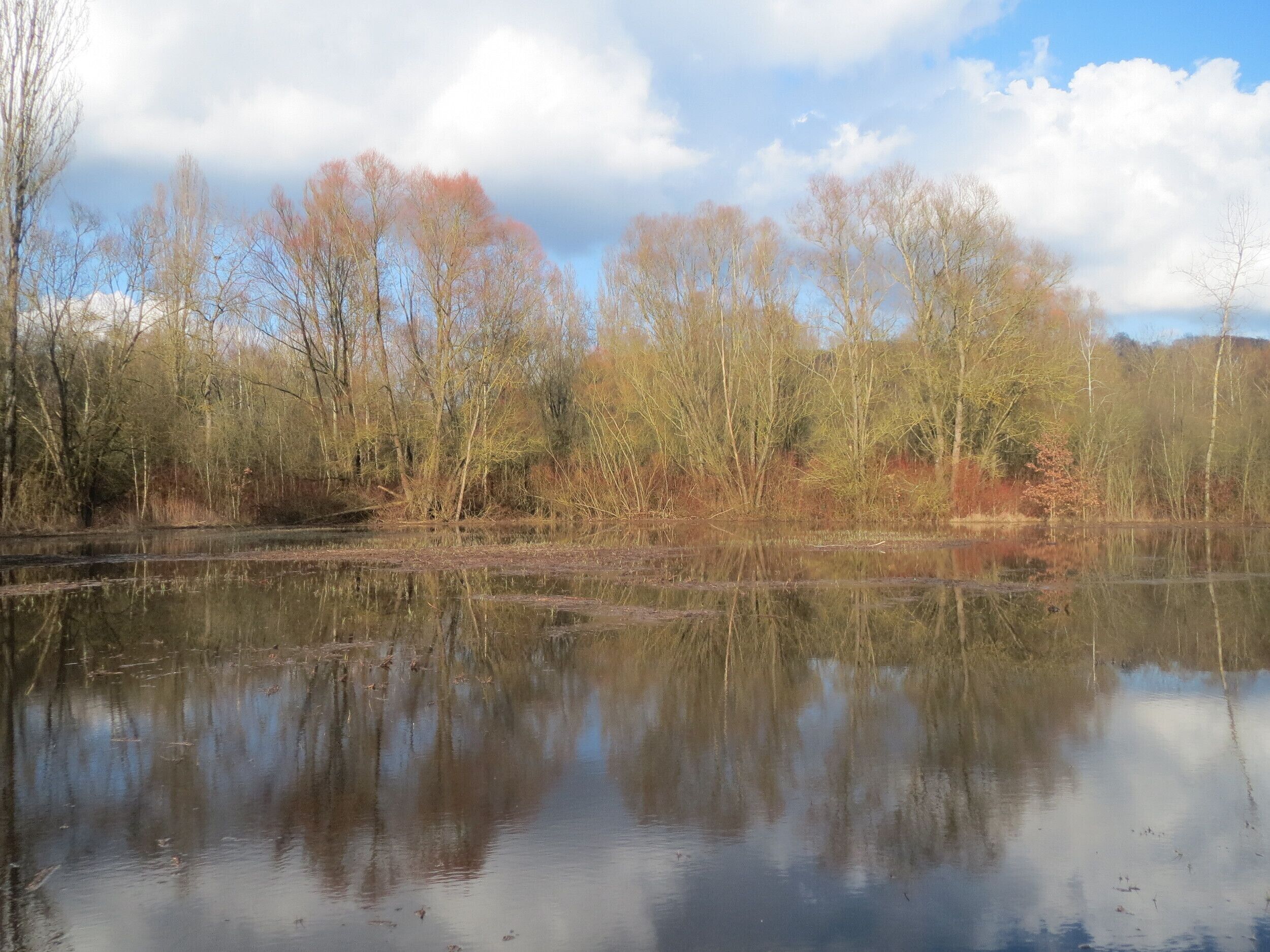 Von Sträuchern und Goldrute befreiter Orchideenstandort im Naturschutzgebiet "St. Arnualer Wiesen"