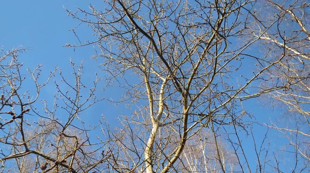 Zitterpappel (Populus tremula) im Naturschutzgebiet "St. Arnualer Wiesen"