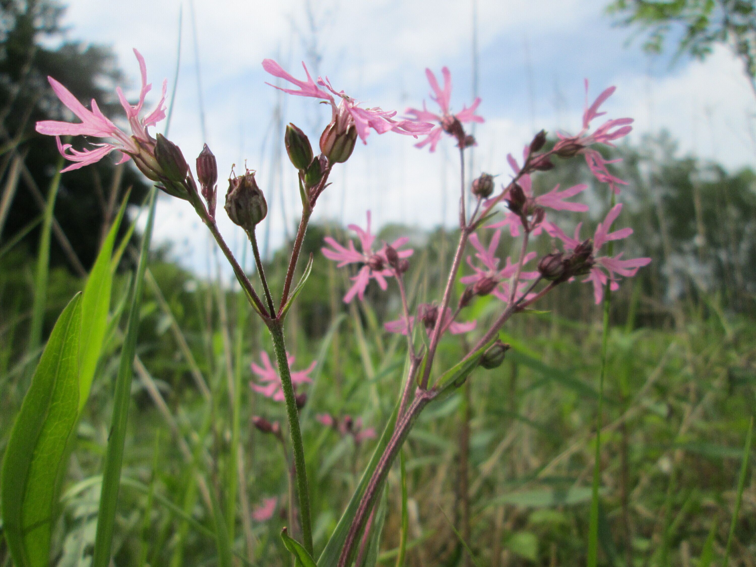 Kuckucks-Lichtnelke (Lychnis flos-cuculi) im Naturschutzgebiet „St. Arnualer Wiesen“