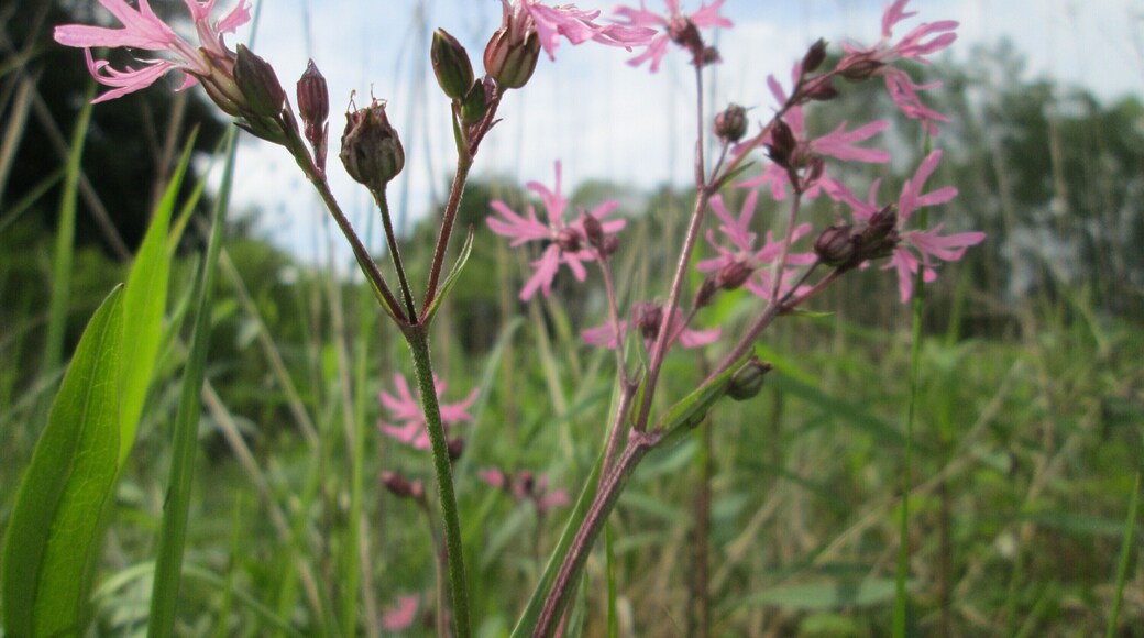 Kuckucks-Lichtnelke (Lychnis flos-cuculi) im Naturschutzgebiet âSt. Arnualer Wiesenâ