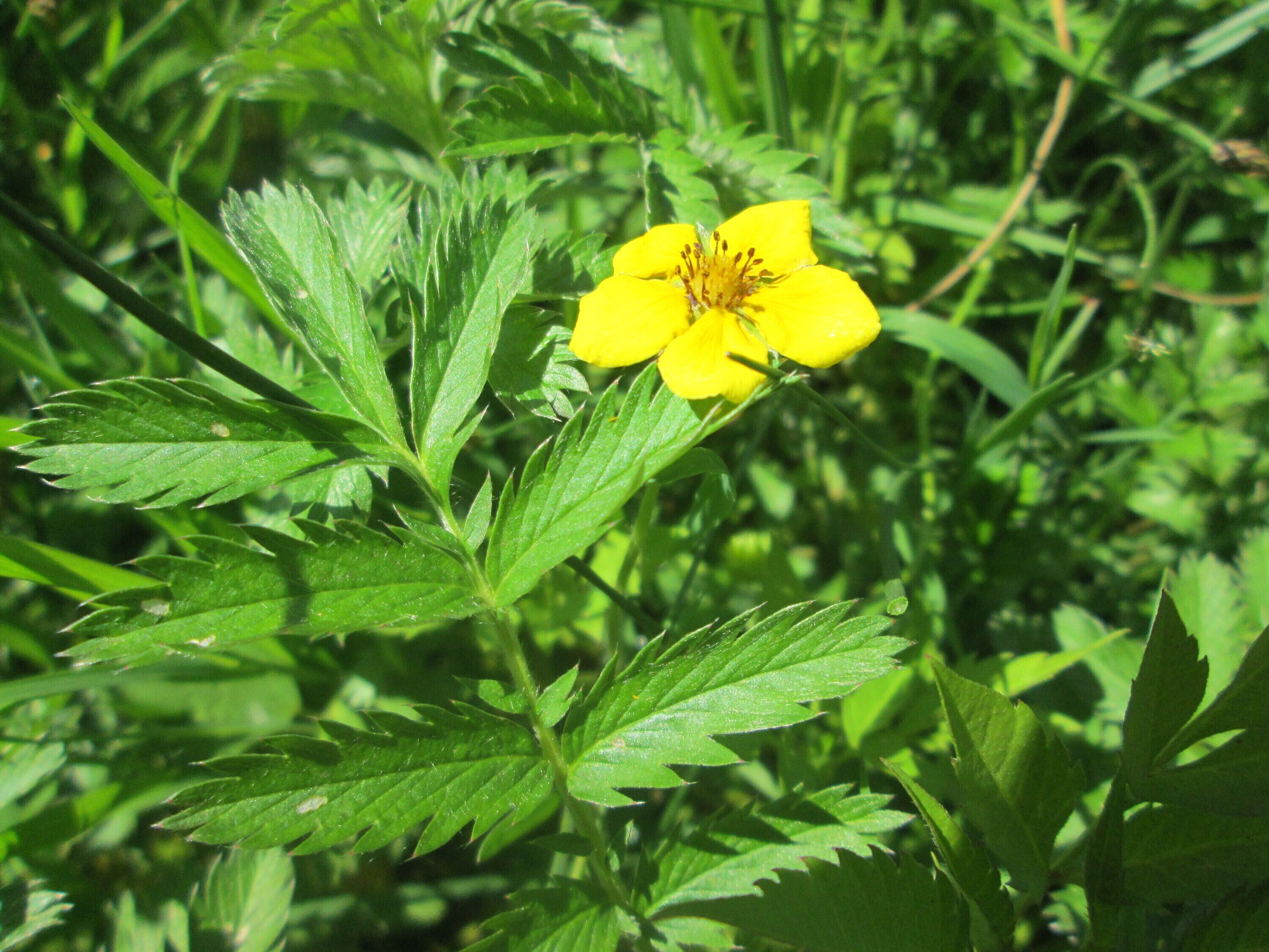 Gänsefingerkraut (Potentilla anserina) im Naturschutzgebiet „St. Arnualer Wiesen“