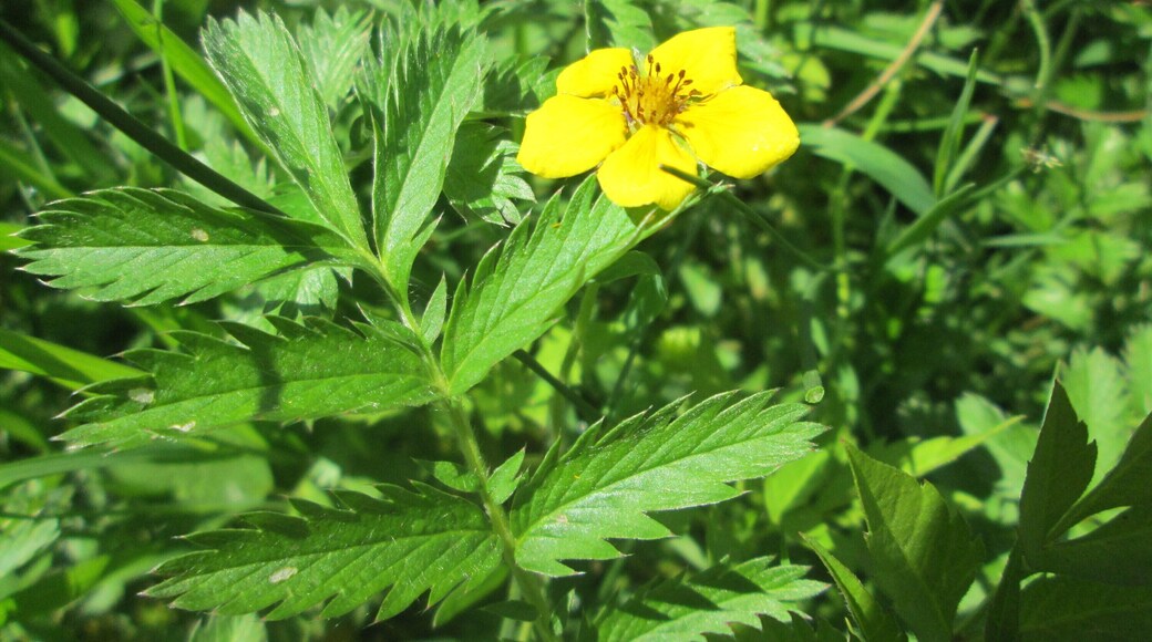 Gänsefingerkraut (Potentilla anserina) im Naturschutzgebiet „St. Arnualer Wiesen“