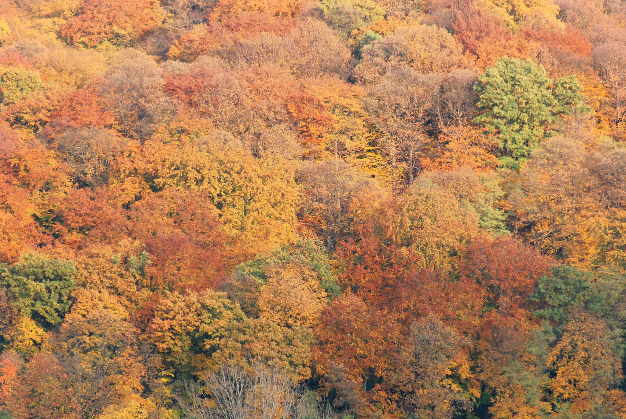 A dense forest with autumn foliage in shades of orange, yellow, and green.