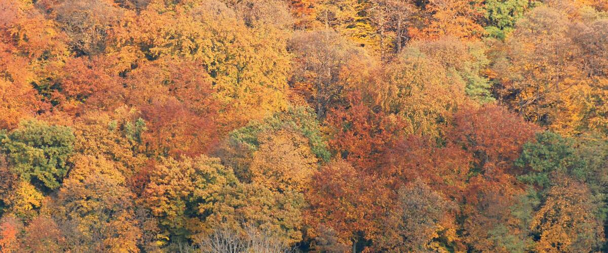 A dense forest with autumn foliage in shades of orange, yellow, and green.