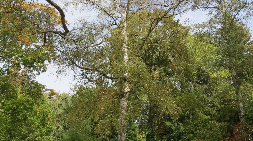 Hänge-Birke (Betula pendula) am Friedhof St. Johann (Saarbrücken)