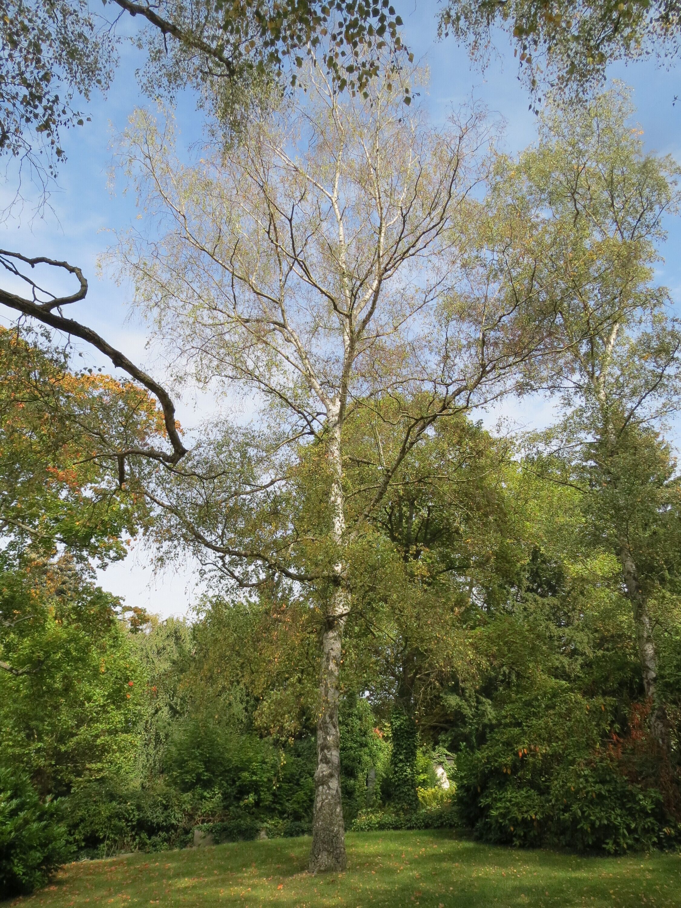 A tree with a thick trunk and a dense canopy of green leaves.