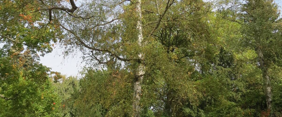 A tree with a thick trunk and a dense canopy of green leaves.