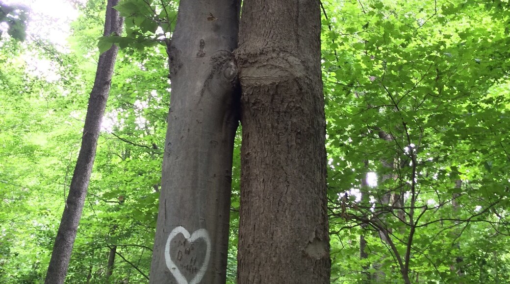 Kissing trees in Cherokee Park