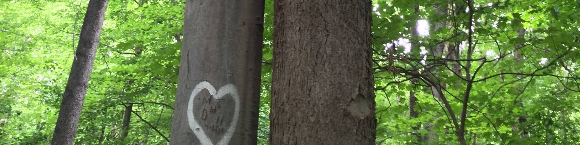 Kissing trees in Cherokee Park