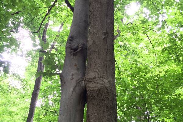 Kissing trees in Cherokee Park