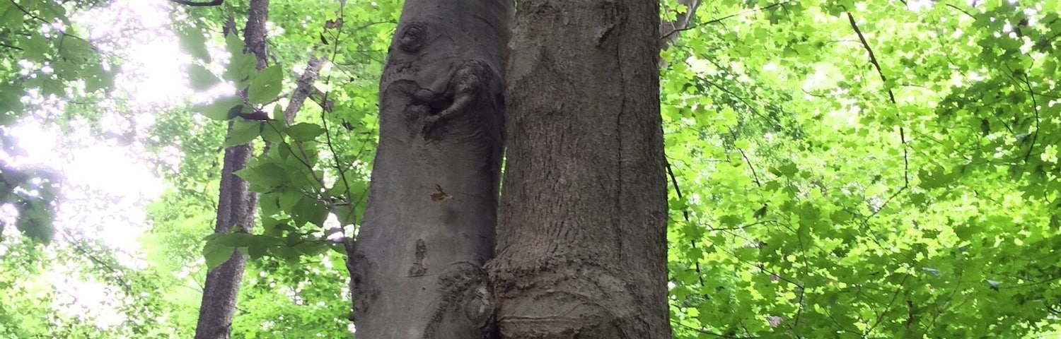Kissing trees in Cherokee Park