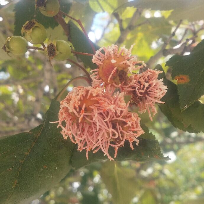 The fruit of a Hawthorn (Crataegus sp.) showing off the orangish-pink spore horns caused by the disease Cedar-Hawthorn rust (Gymnosporangium globosum)