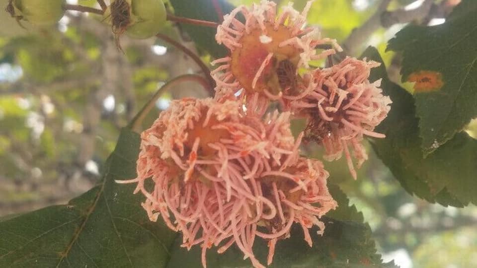 The fruit of a Hawthorn (Crataegus sp.) showing off the orangish-pink spore horns caused by the disease Cedar-Hawthorn rust (Gymnosporangium globosum)