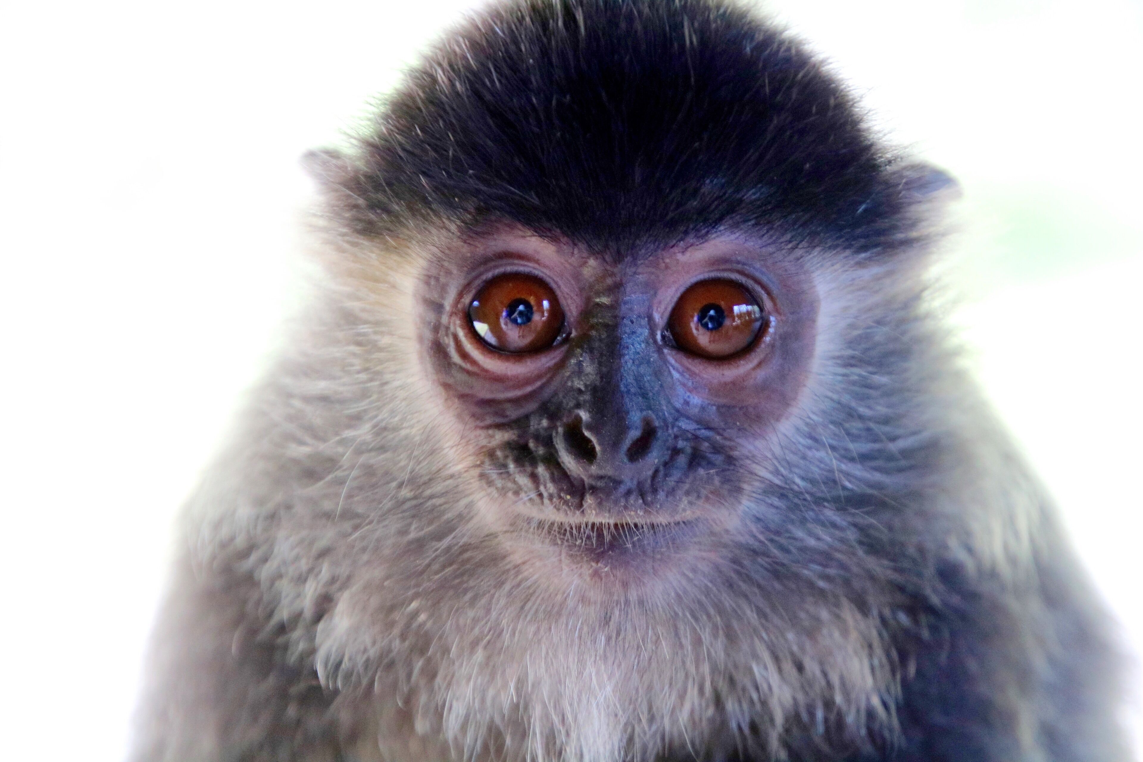 Close-up do rosto de um macaco, com olhos grandes e arredondados e pelagem escura.