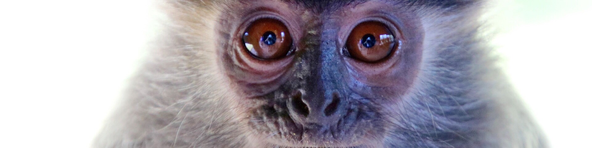 Close-up do rosto de um macaco, com olhos grandes e arredondados e pelagem escura.