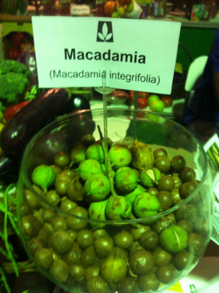Macadamia