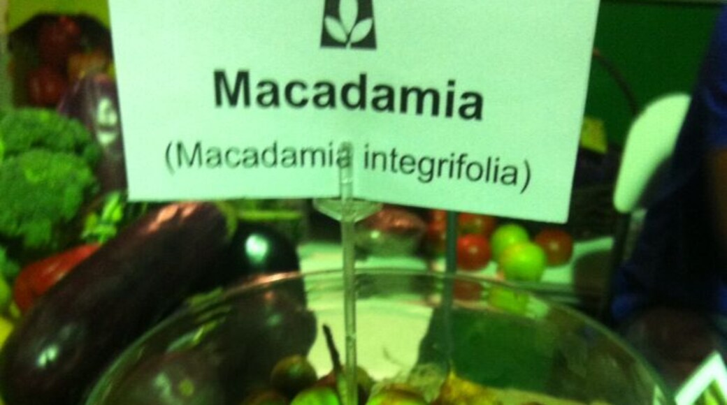 Macadamia