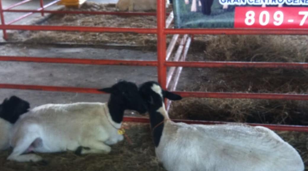 Ovejos cariñosos❤️