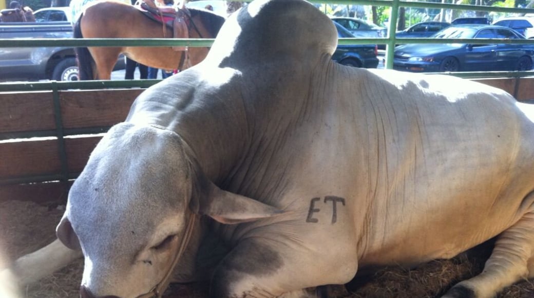 Toro reproductor, 3 años!!!