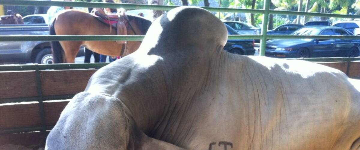 Toro reproductor, 3 años!!!