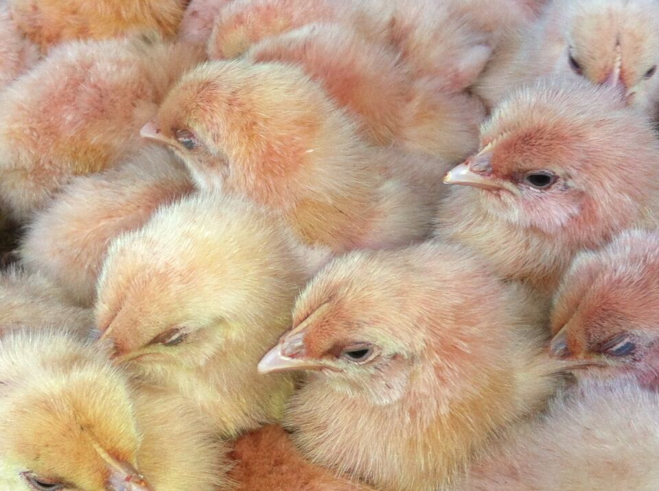 Pink chicks