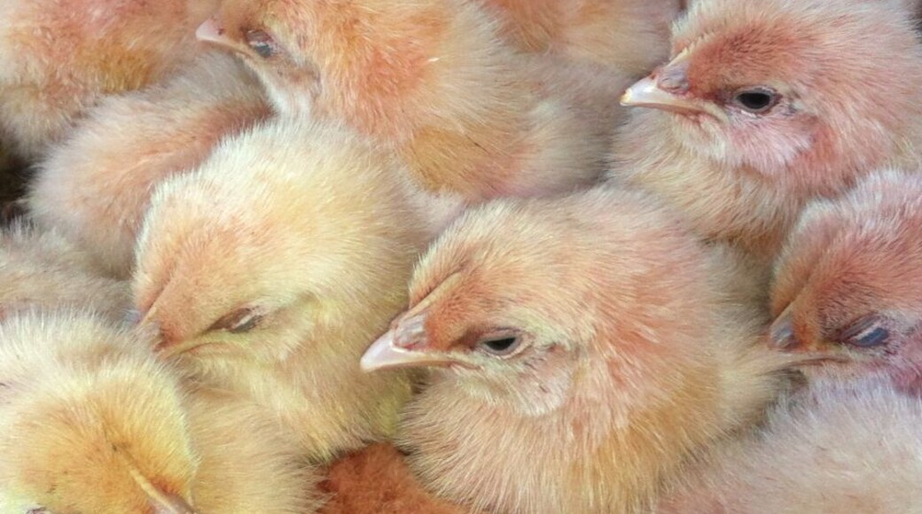 Pink chicks